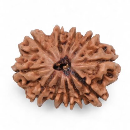 11-Mukhi-Rudraksha-Nepal-38