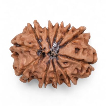 11-Mukhi-Rudraksha-Nepal-38-Back