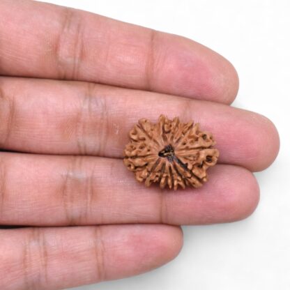 11-Mukhi-Rudraksha-Nepal-38-Hand