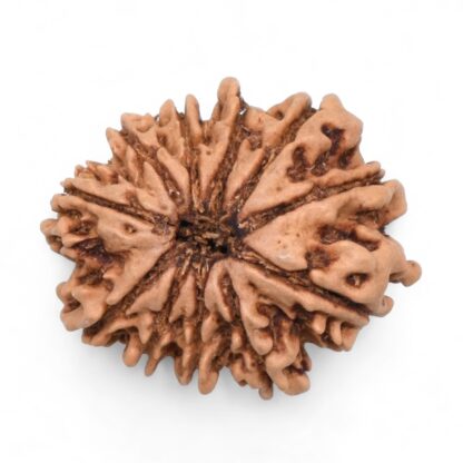 11-Mukhi-Rudraksha-Nepal-39