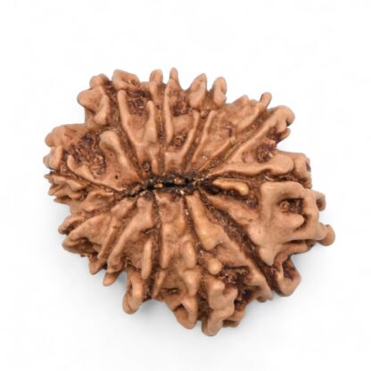 11-Mukhi-Rudraksha-Nepal-39-Back