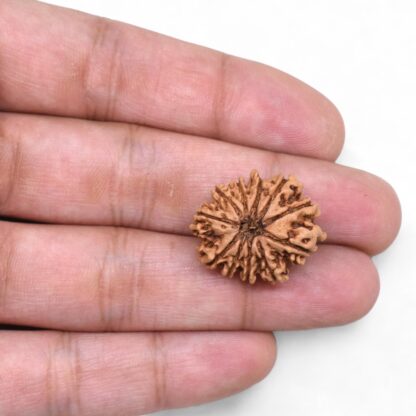 11-Mukhi-Rudraksha-Nepal-39-Hand