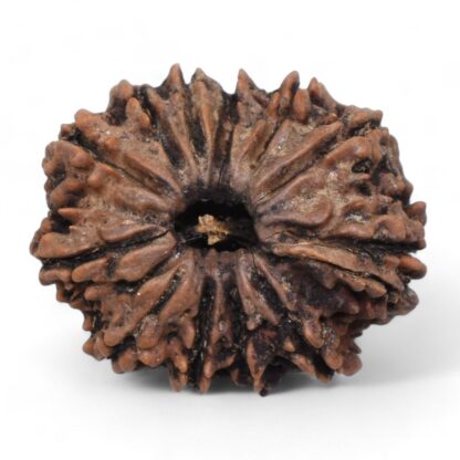 12-Mukhi-Rudraksha-Nepal-21