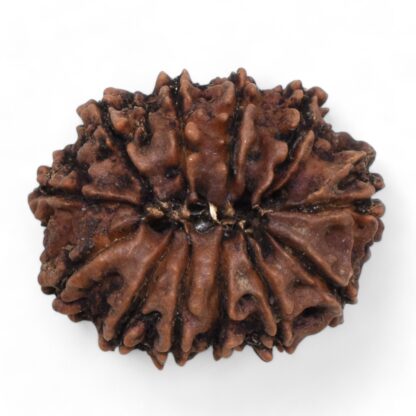 12-Mukhi-Rudraksha-Nepal-21-Back