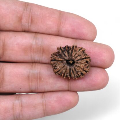 12-Mukhi-Rudraksha-Nepal-21-Hand