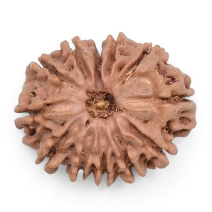 12-Mukhi-Rudraksha-Nepal-22