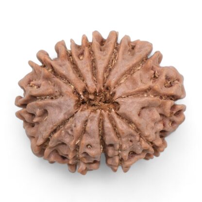 12-Mukhi-Rudraksha-Nepal-22-Back