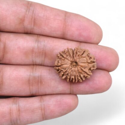 12-Mukhi-Rudraksha-Nepal-22-Hand