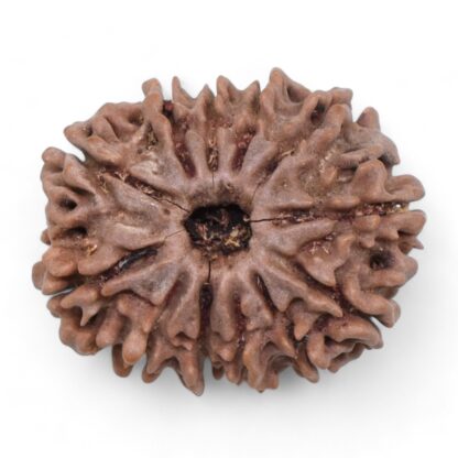 12-Mukhi-Rudraksha-Nepal-23