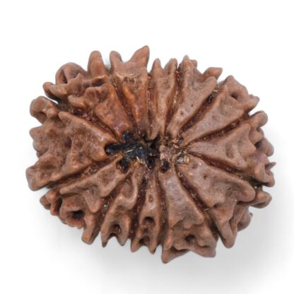 12-Mukhi-Rudraksha-Nepal-23-Back