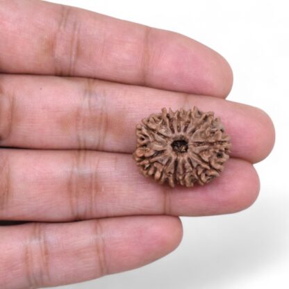 12-Mukhi-Rudraksha-Nepal-23-Hand