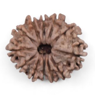 12-Mukhi-Rudraksha-Nepal-24