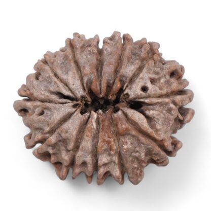 12-Mukhi-Rudraksha-Nepal-24-Back