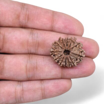 12-Mukhi-Rudraksha-Nepal-24-Hand