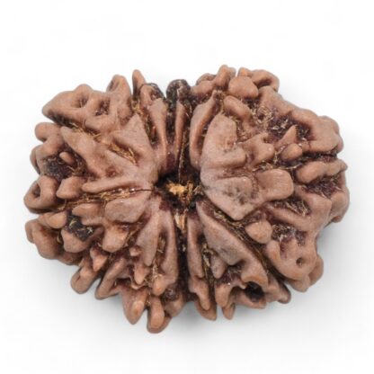 12-Mukhi-Rudraksha-Nepal-25