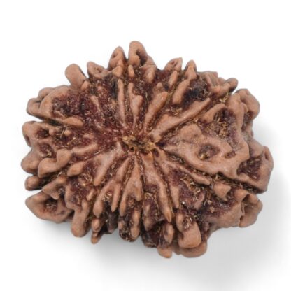 12-Mukhi-Rudraksha-Nepal-25-Back