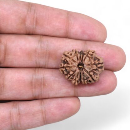 12-Mukhi-Rudraksha-Nepal-25-Hand