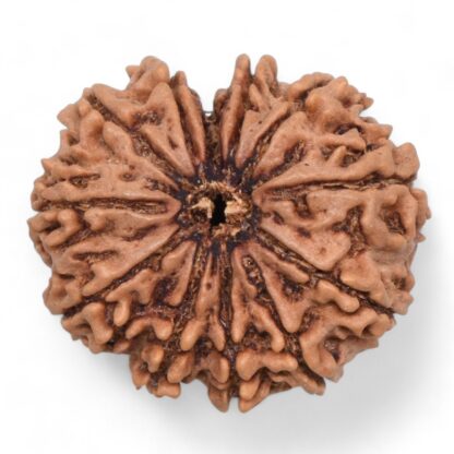 12-Mukhi-Rudraksha-Nepal-26