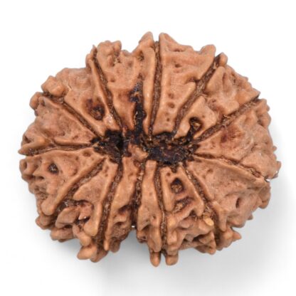 12-Mukhi-Rudraksha-Nepal-26-Back