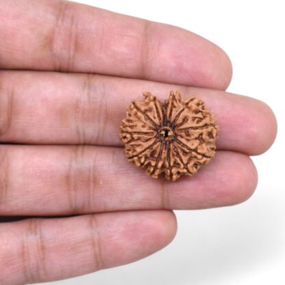 12-Mukhi-Rudraksha-Nepal-26-Hand