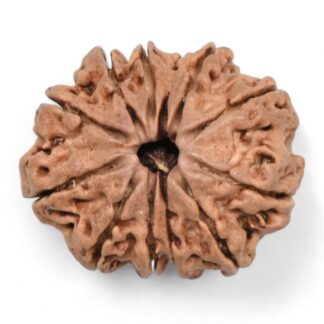 12-Mukhi-Rudraksha-Nepal-27