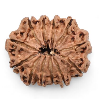 12-Mukhi-Rudraksha-Nepal-27-Back