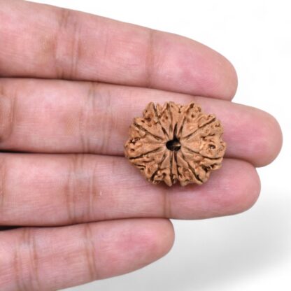 12-Mukhi-Rudraksha-Nepal-27-Hand