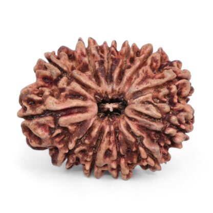 12-Mukhi-Rudraksha-Nepal-Collector-30