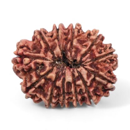 12-Mukhi-Rudraksha-Nepal-Collector-30-Back