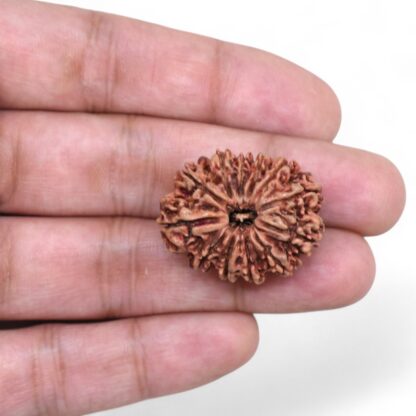 12-Mukhi-Rudraksha-Nepal-Collector-30-Hand