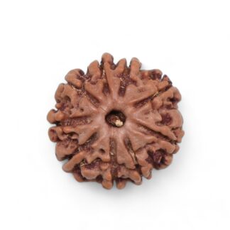 9-Mukhi-Rudraksha-Nepal-31