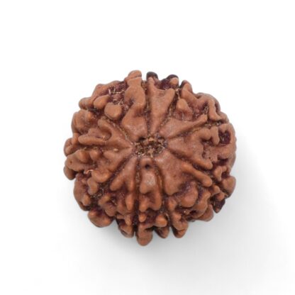 9-Mukhi-Rudraksha-Nepal-31-Back