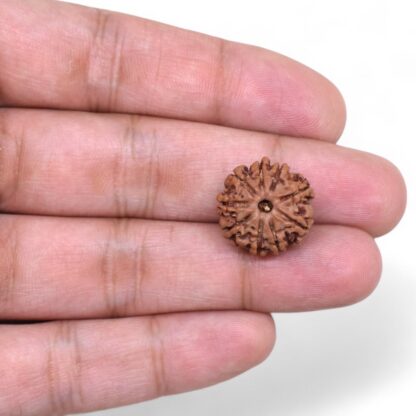 9-Mukhi-Rudraksha-Nepal-31-Hand