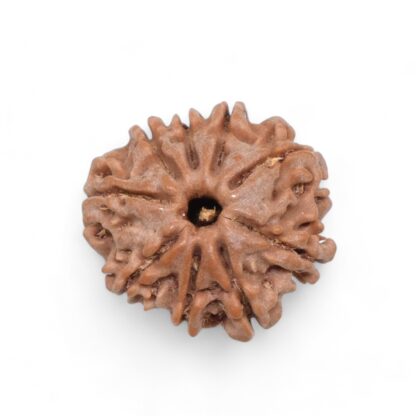 9-Mukhi-Rudraksha-Nepal-32