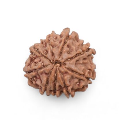 9-Mukhi-Rudraksha-Nepal-32-Back