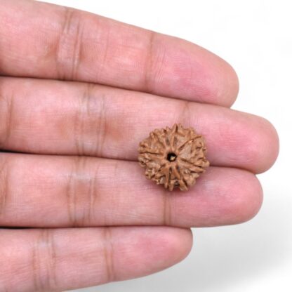 9-Mukhi-Rudraksha-Nepal-32-Hand