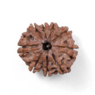 9-Mukhi-Rudraksha-Nepal-33