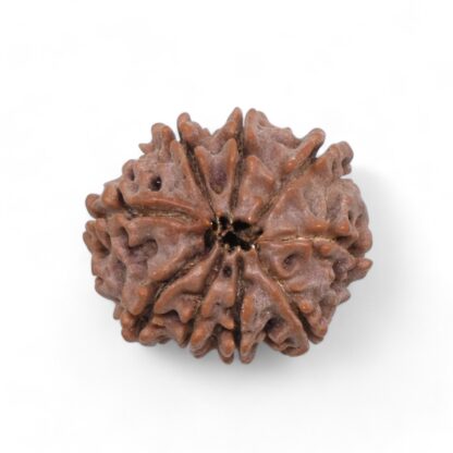 9-Mukhi-Rudraksha-Nepal-33-Back