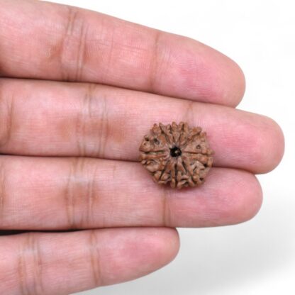 9-Mukhi-Rudraksha-Nepal-33-Hand