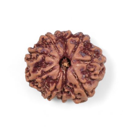 9-Mukhi-Rudraksha-Nepal-35