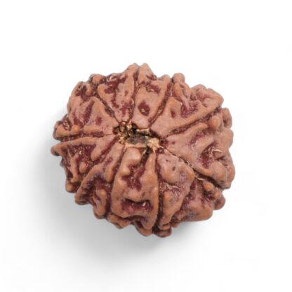 9-Mukhi-Rudraksha-Nepal-35-Back