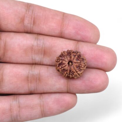 9-Mukhi-Rudraksha-Nepal-35-Hand