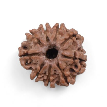 9-Mukhi-Rudraksha-Nepal-36