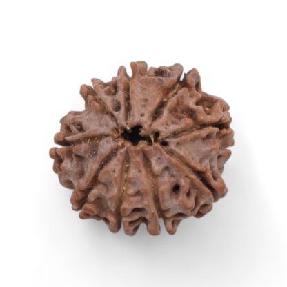 9-Mukhi-Rudraksha-Nepal-36-Back