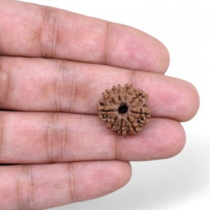 9-Mukhi-Rudraksha-Nepal-36-Hand