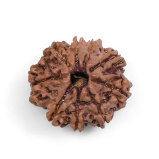 9-Mukhi-Rudraksha-Nepal-39