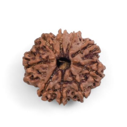 9-Mukhi-Rudraksha-Nepal-39