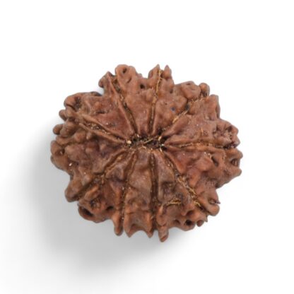 9-Mukhi-Rudraksha-Nepal-39-Back