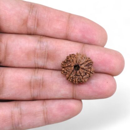 9-Mukhi-Rudraksha-Nepal-39-Hand