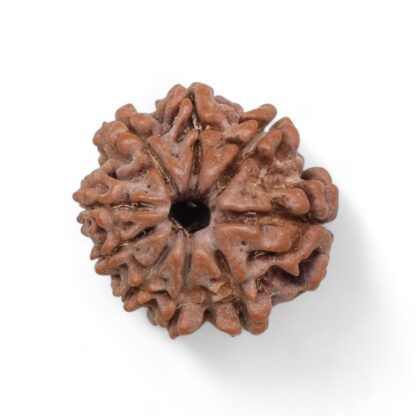 9-Mukhi-Rudraksha-Nepal-40